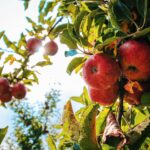The Ultimate New England Apple Picking + Foliage Itinerary: A Weekend Guide for Leaf Peepers