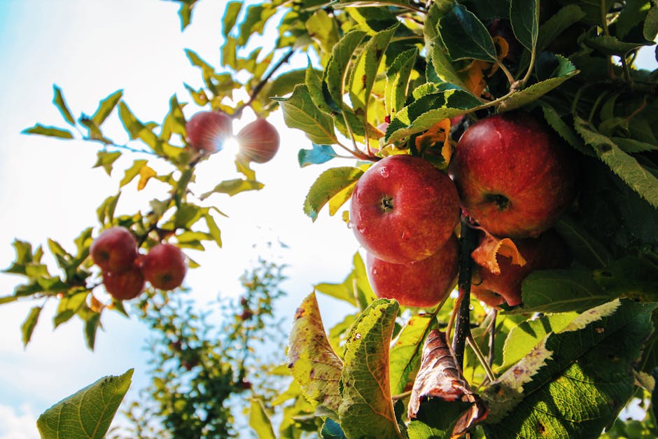 You are currently viewing The Ultimate New England Apple Picking + Foliage Itinerary: A Weekend Guide for Leaf Peepers