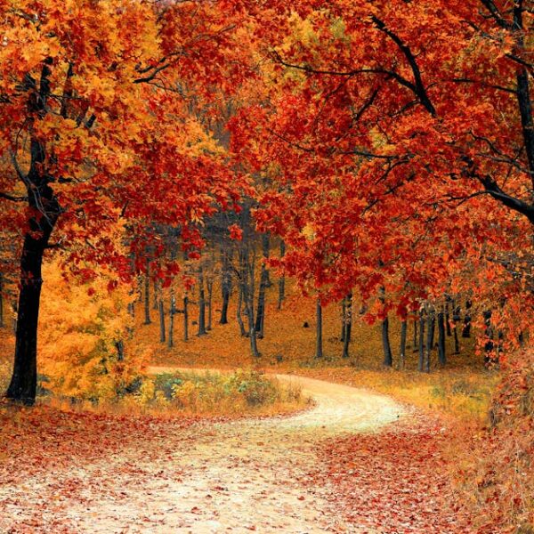 A picturesque autumn scene featuring a winding path through a vibrant forest of red and orange leaves.