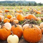 Pumpkin Patches That Offer More Than Just Pumpkins: Top Picks for Fall Fun