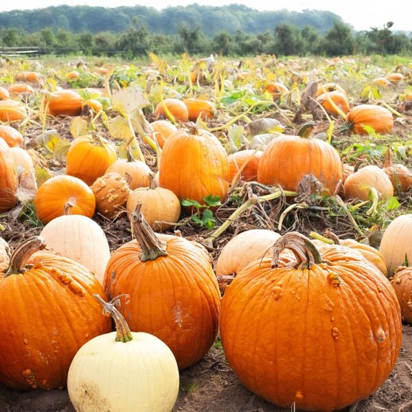 pumpkins, pumpkin patch, harvest, fall, autumn, field, vegetables, pumpkin patch, pumpkin patch, pumpkin patch, pumpkin patch, pumpkin patch
