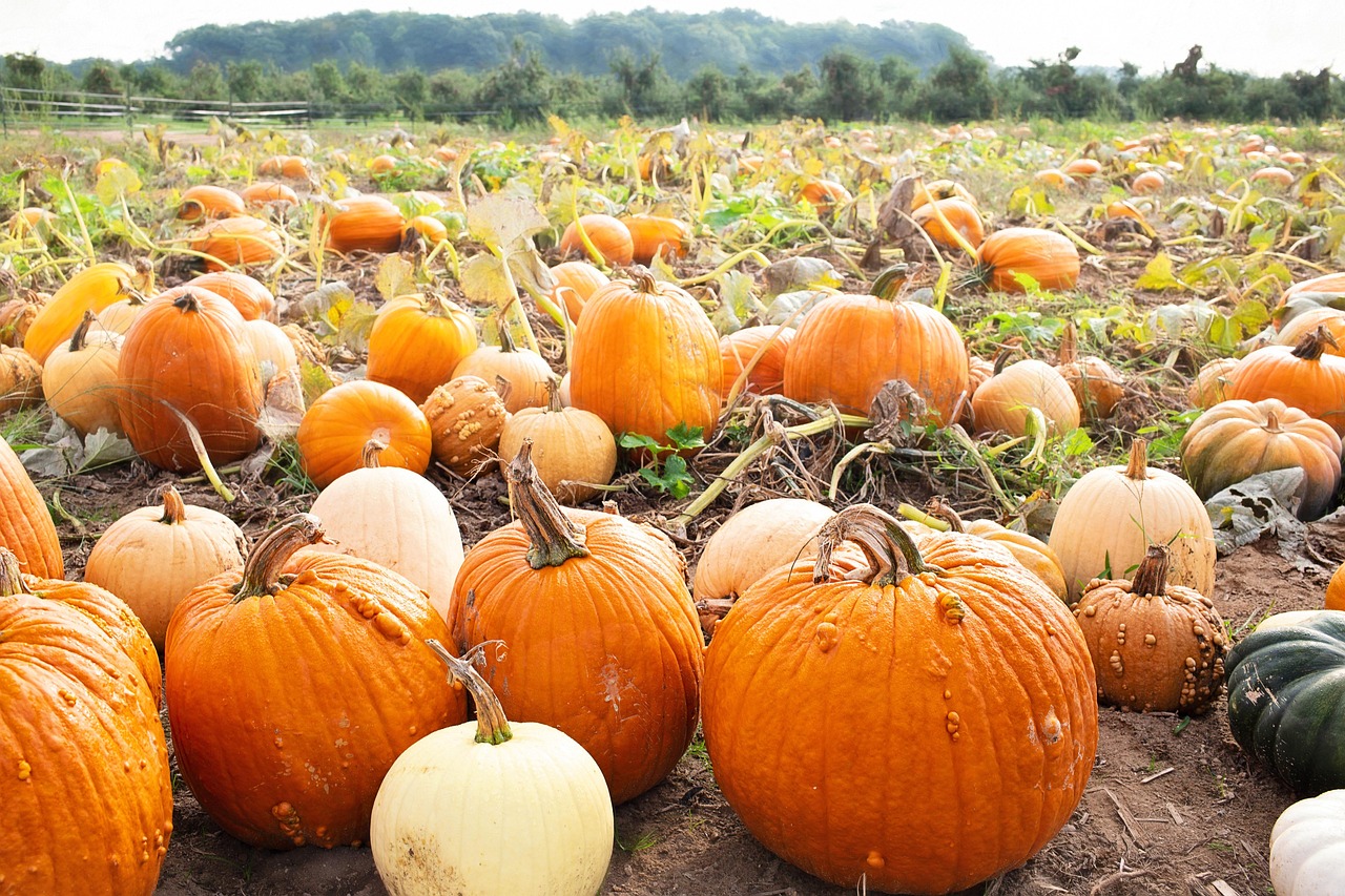 You are currently viewing Pumpkin Patches That Offer More Than Just Pumpkins: Top Picks for Fall Fun
