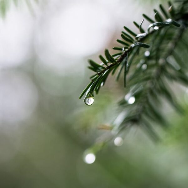 Close-up shot of raindrops on pine needles, capturing nature's delicate beauty.