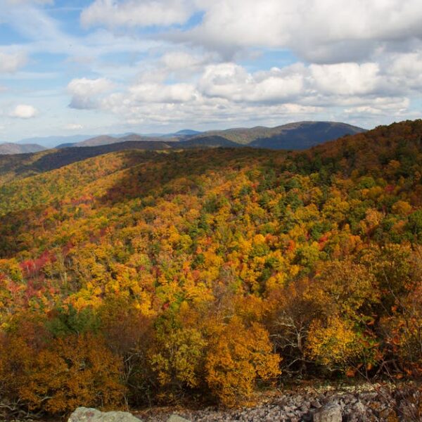 Captivating view of a colorful autumn forest stretching across a mountain range under a bright sky.
