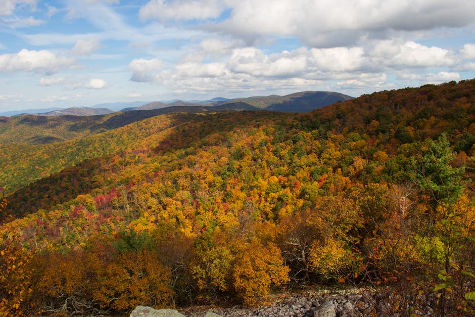 Read more about the article Shenandoah’s Skyline Drive: A Fall Adventure Guide for a Perfect Weekend