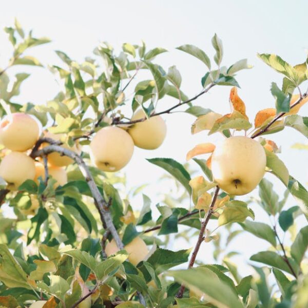 Fresh golden apples hanging on a sunlit tree branch in a vibrant orchard setting.