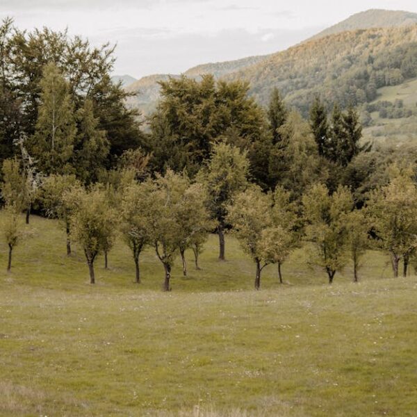 Free stock photo of 2025 wallpaper, 4k nature, autumn ambiance