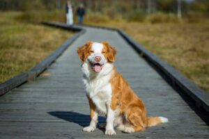 Read more about the article Best Pet-Friendly Fall Adventures: Unique Trips & Trails for You and Your Pet